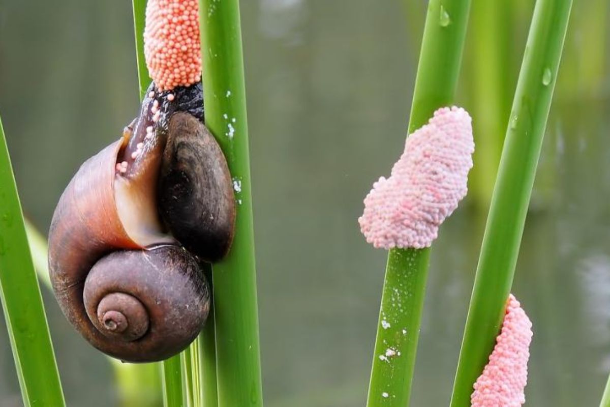 Let op deze slak die roze eieren legt, het is een echte bedreiging voor tuinen en biodiversiteit